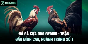 Đá gà cựa dao