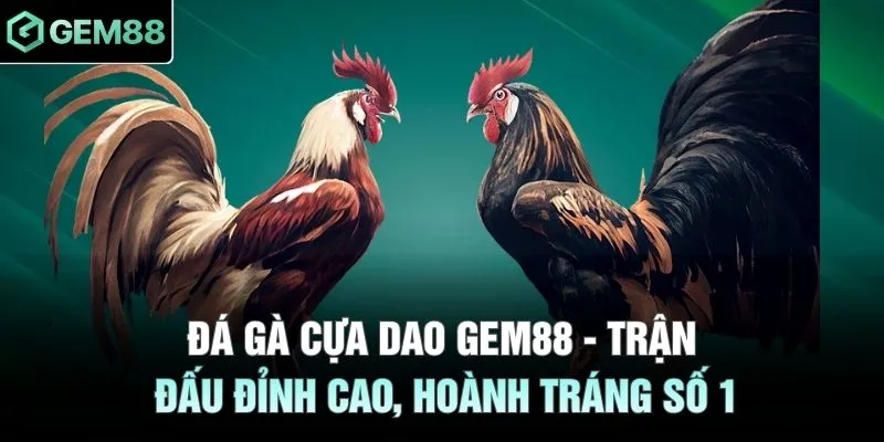 Đá gà cựa dao