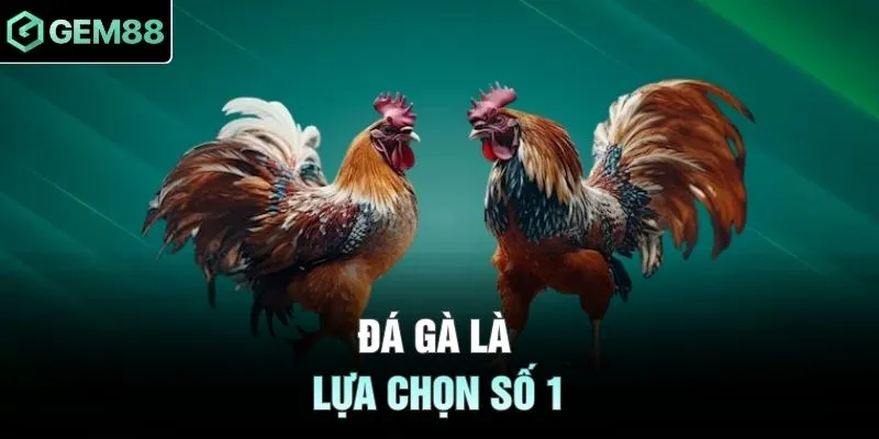 Đá gà là lựa chọn số 1
